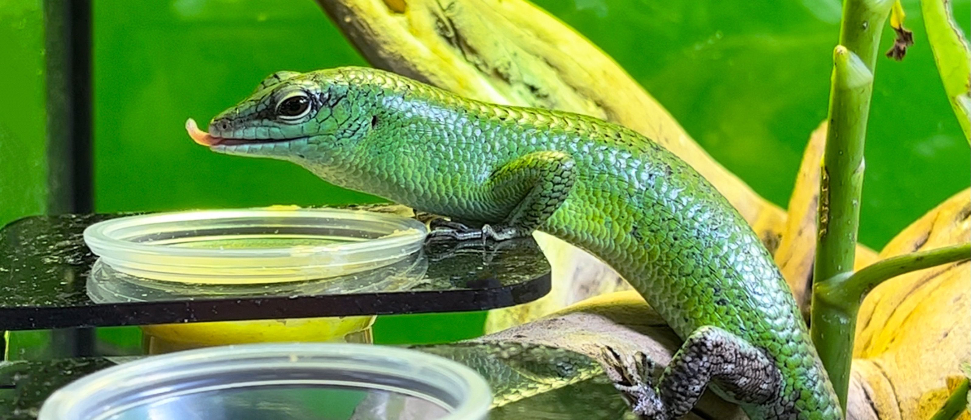 Magnetic Reptile Feeding Ledges  The Bio Dude – Tagged Feeding Tongs